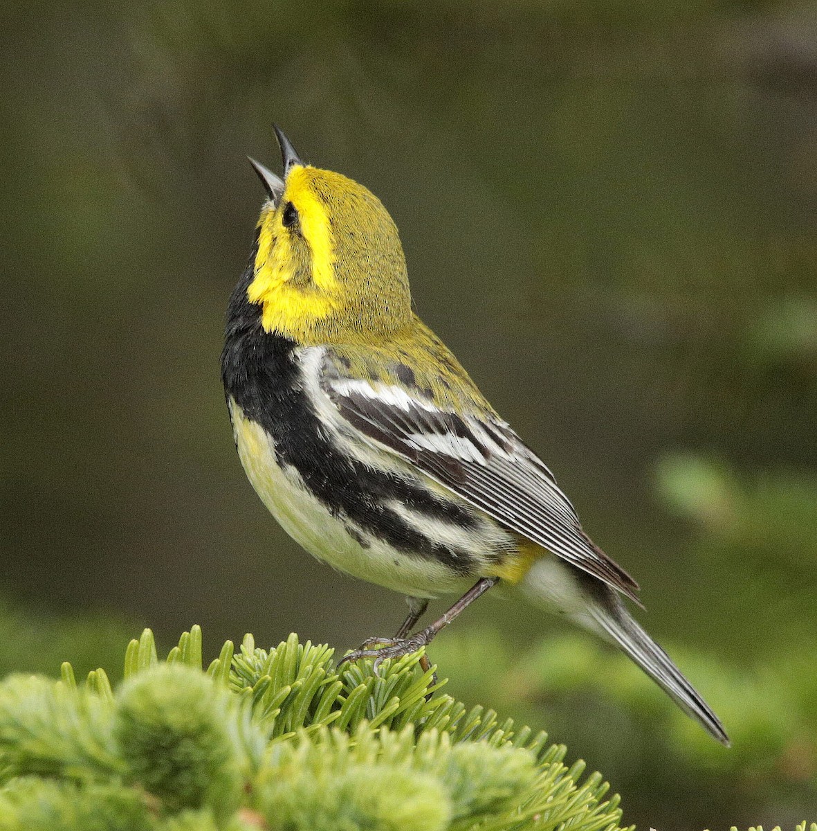 Black-throated Green Warbler - Charles Fitzpatrick
