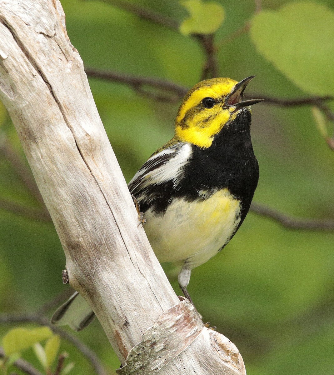 Black-throated Green Warbler - Charles Fitzpatrick