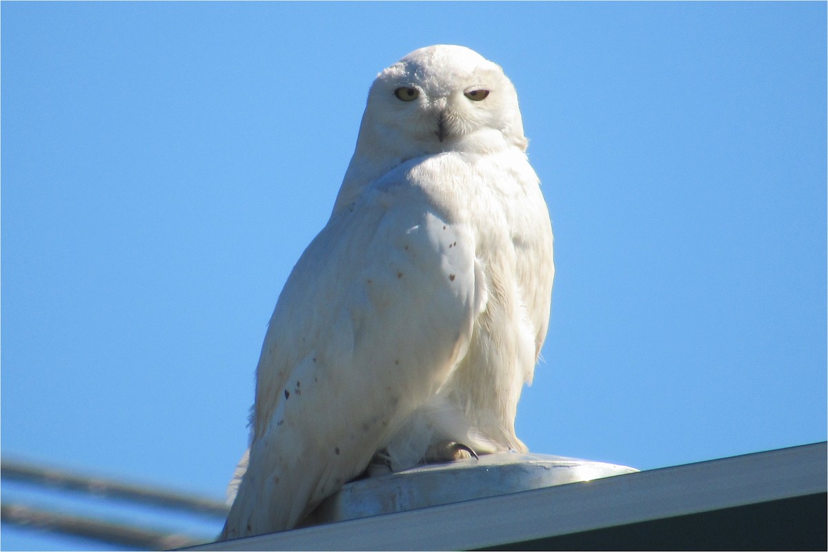 Snowy Owl - ML462420411