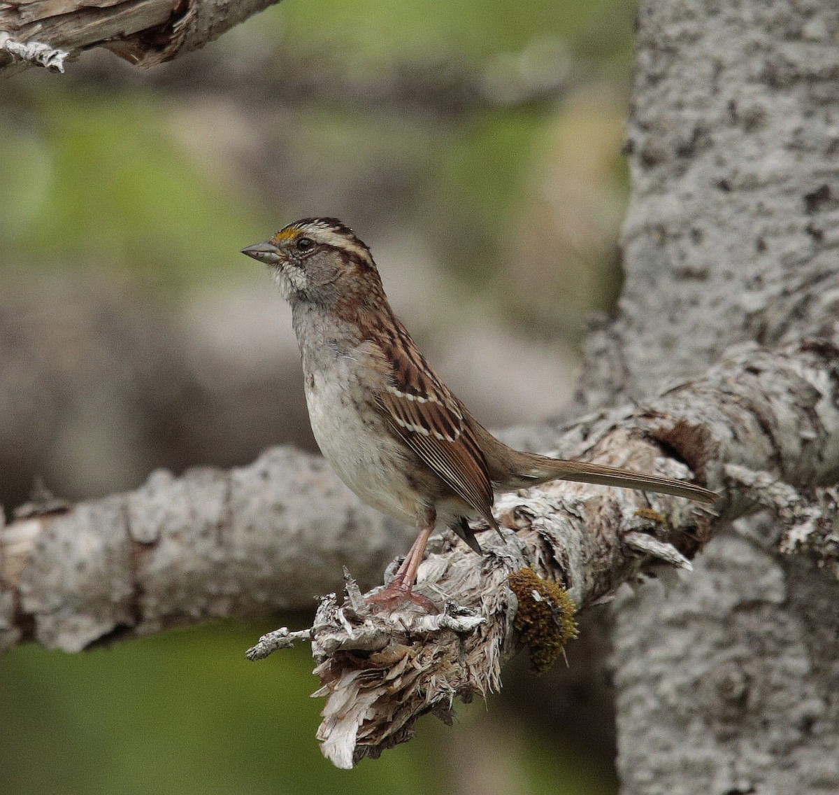 White-throated Sparrow - ML462422581