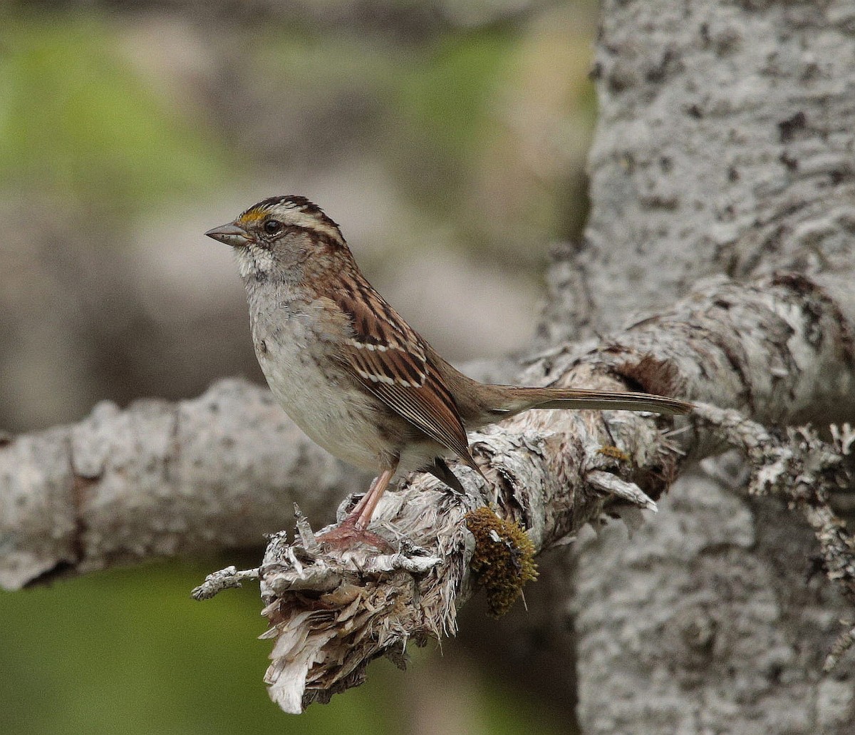 White-throated Sparrow - ML462423081