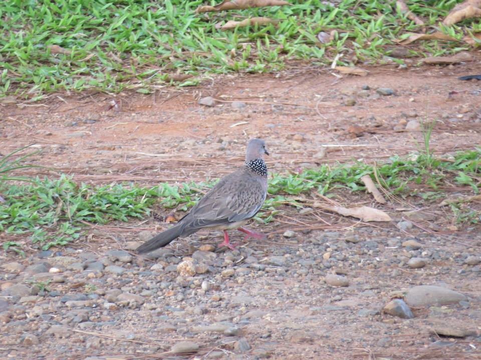 Spotted Dove - Kenneth Bader