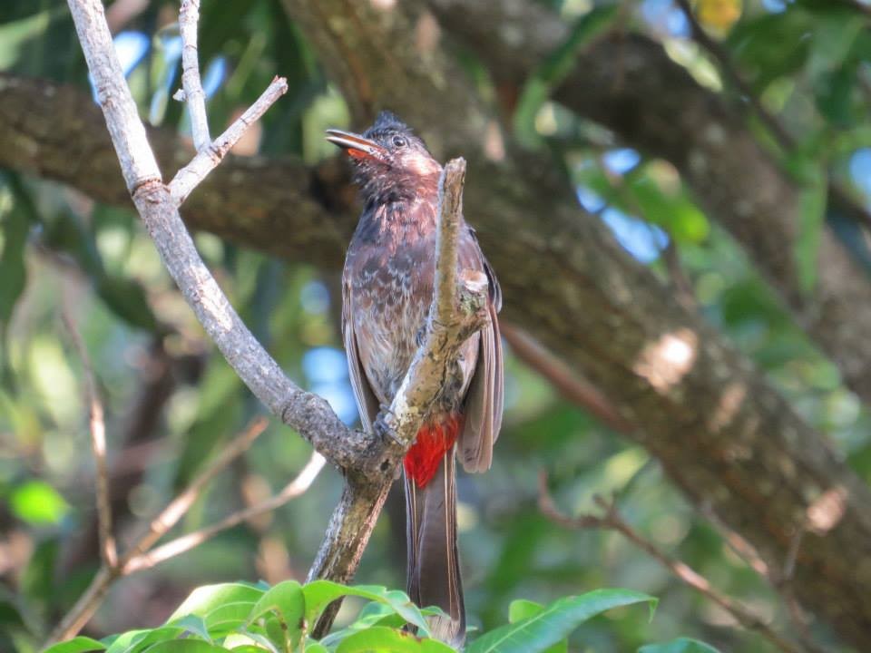 Red-vented Bulbul - ML46242511