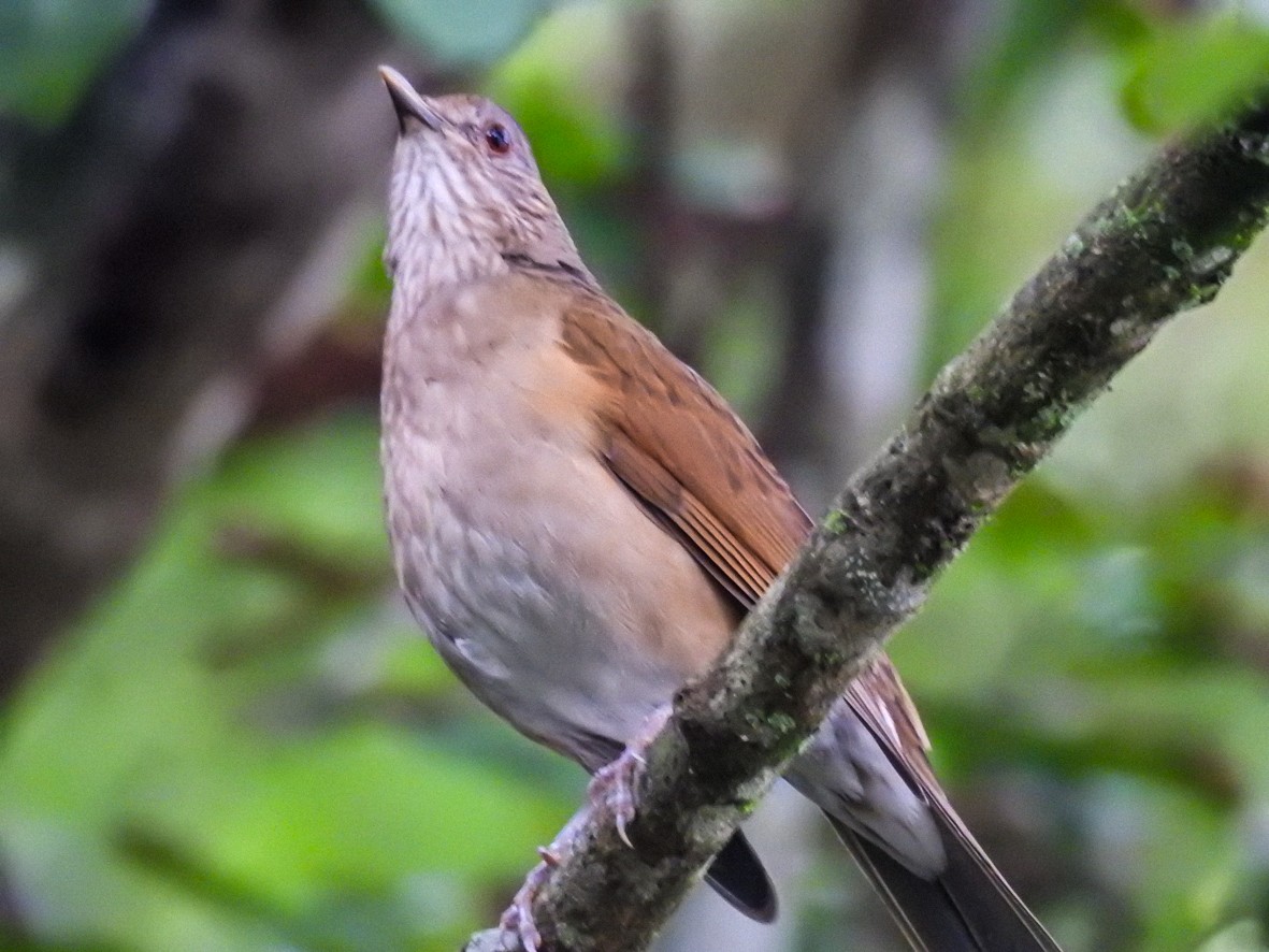 Pale-breasted Thrush - ML462431251