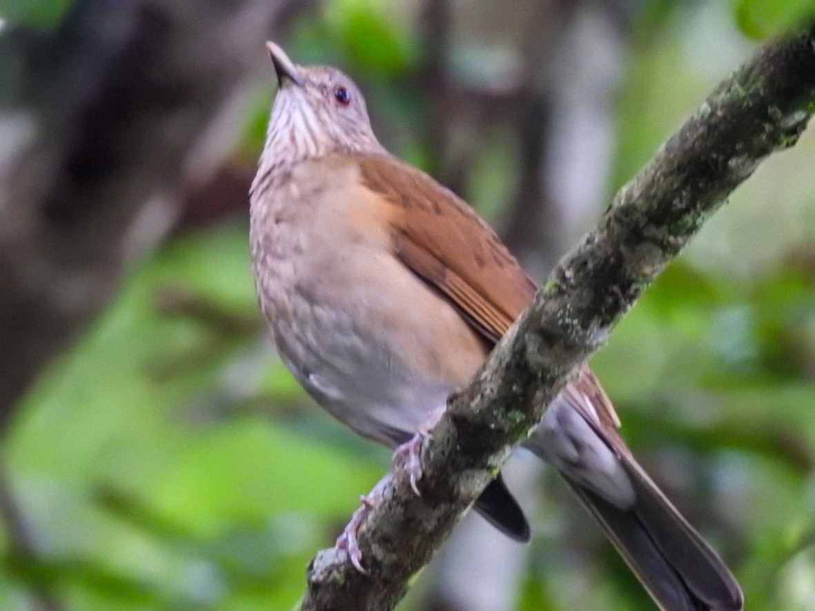 Pale-breasted Thrush - ML462431261