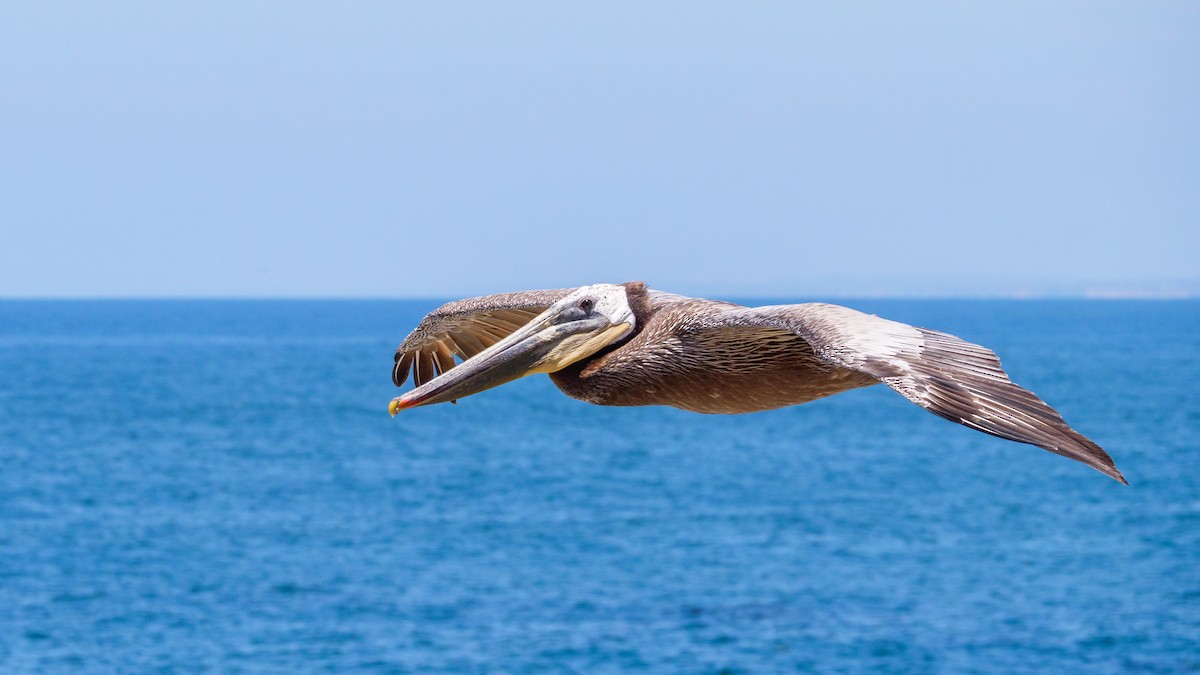 pelikán hnědý (ssp. californicus) - ML462434091