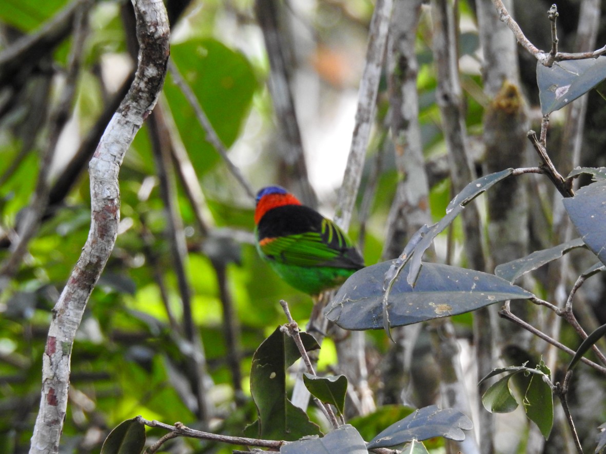 Red-necked Tanager - ML462434931