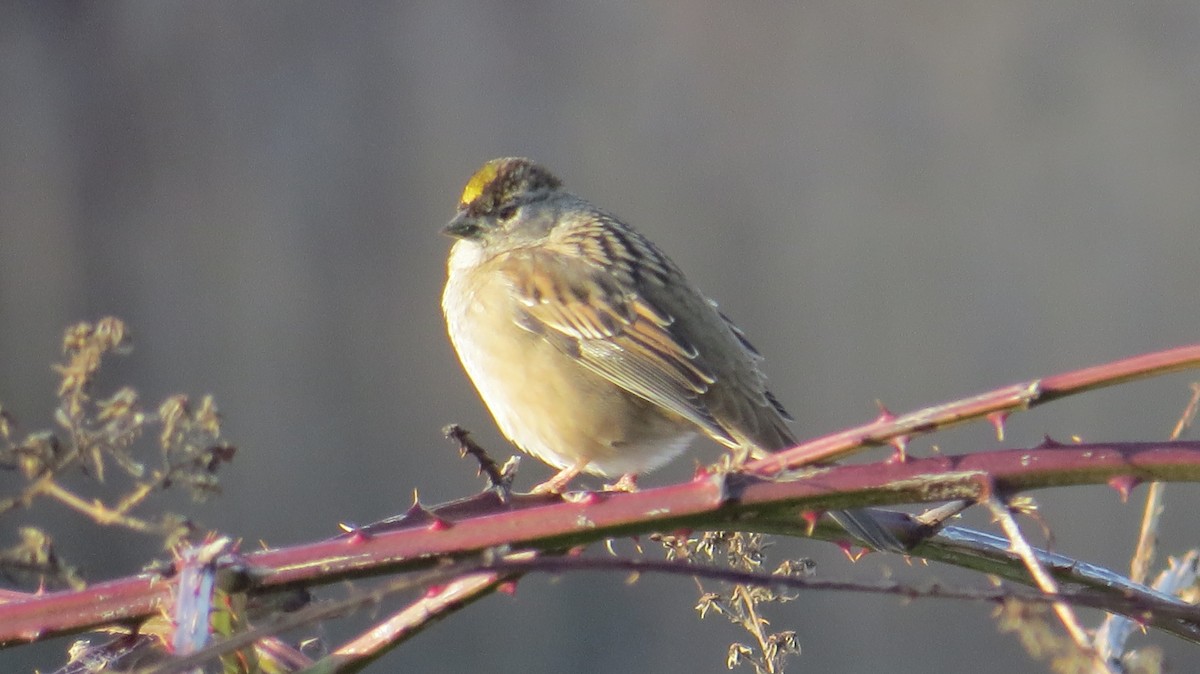 Golden-crowned Sparrow - Ardea Thurston-Shaine