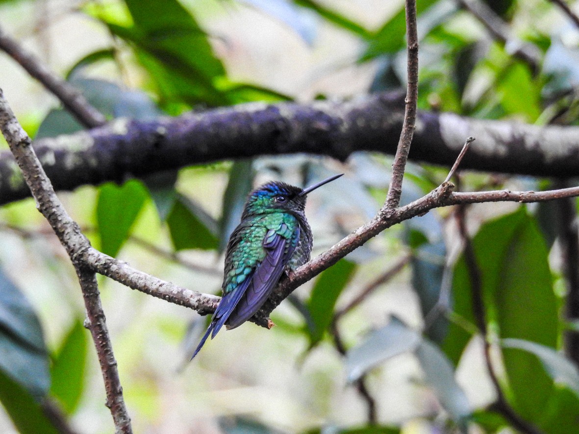 Violet-capped Woodnymph - ML462438051