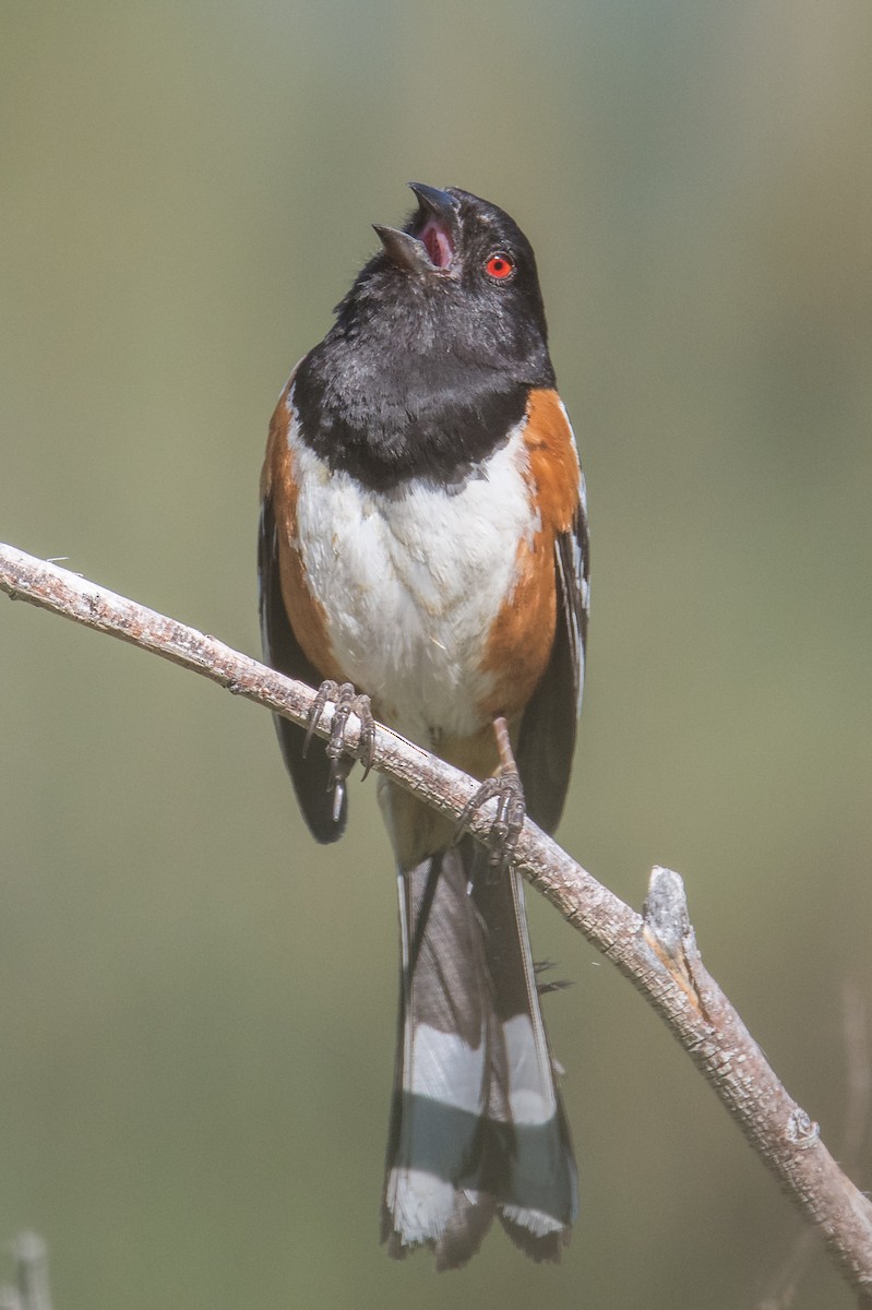 Spotted Towhee - ML462451631