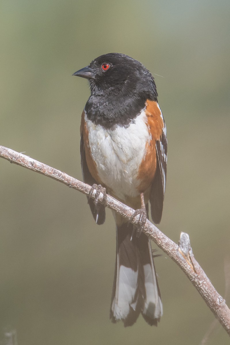 Spotted Towhee - ML462451661