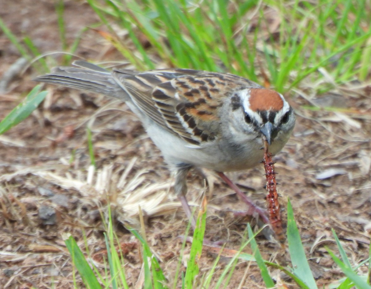 Chipping Sparrow - ML462452931