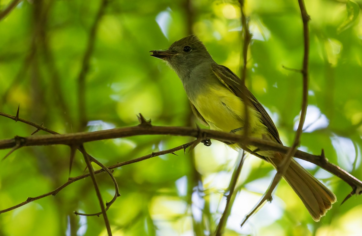Great Crested Flycatcher - ML462456131