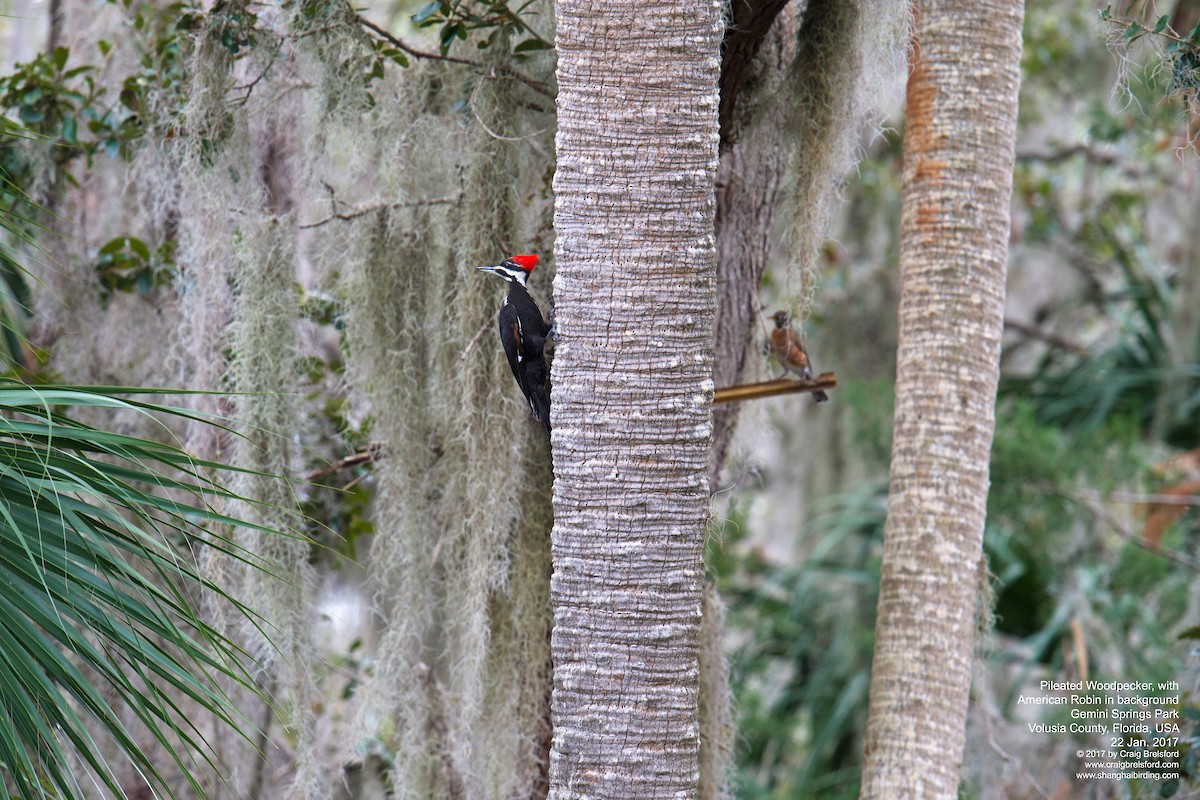 Pileated Woodpecker - ML46245811