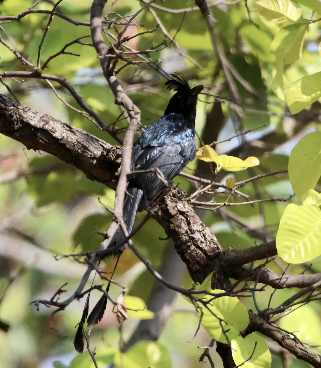 Greater Racket-tailed Drongo - ML462464101
