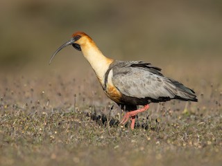  - Black-faced Ibis