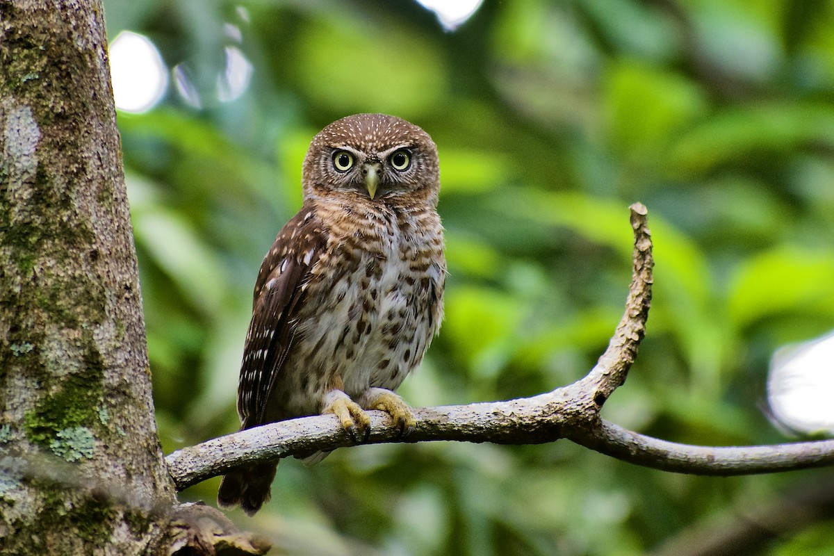 Cuban Pygmy-Owl - ML462467711
