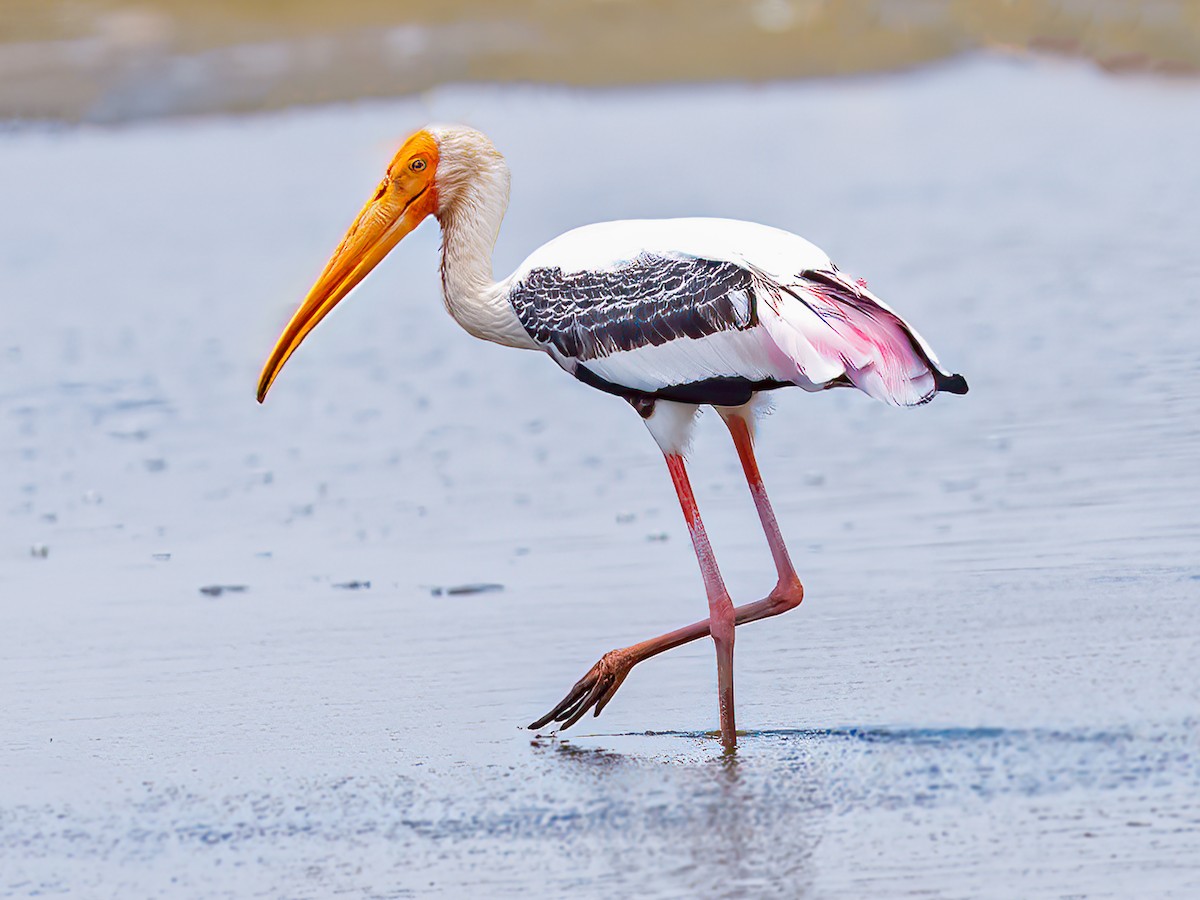 Painted Stork - eBird