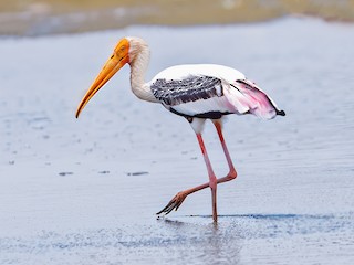  - Painted Stork