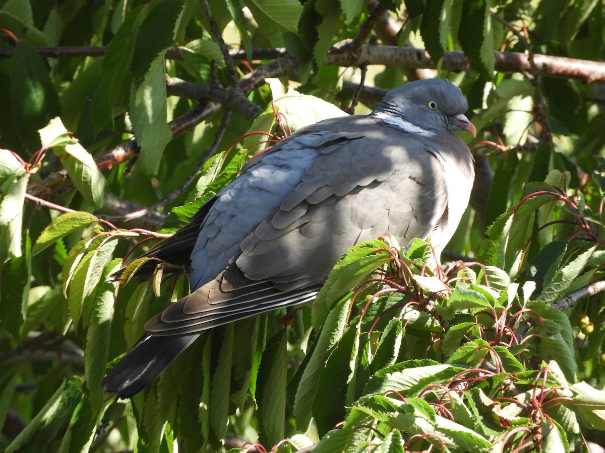 Common Wood-Pigeon (White-necked) - ML462471101