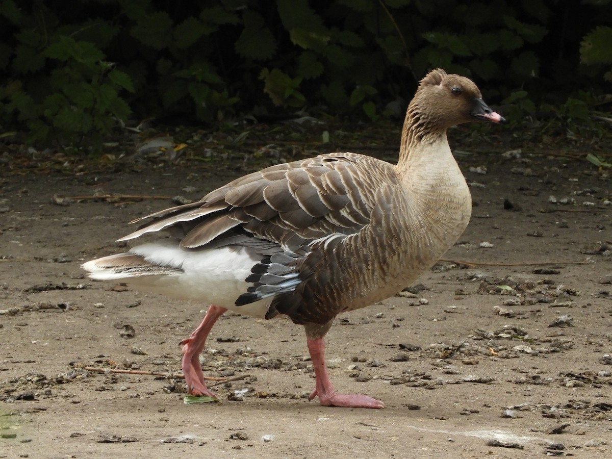 Pink-footed Goose - Natalee Bozzi