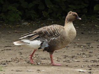 Pink-footed Goose, ML462472561