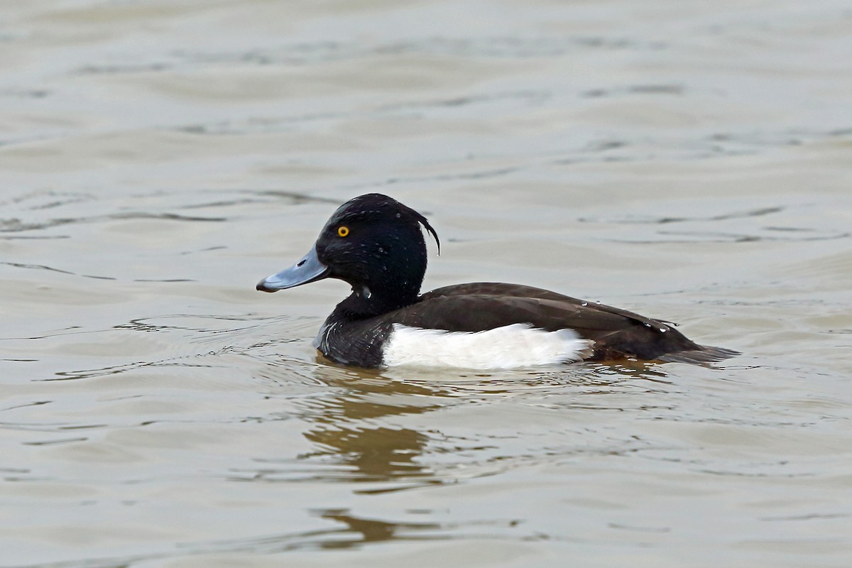 Tufted Duck - ML46247931