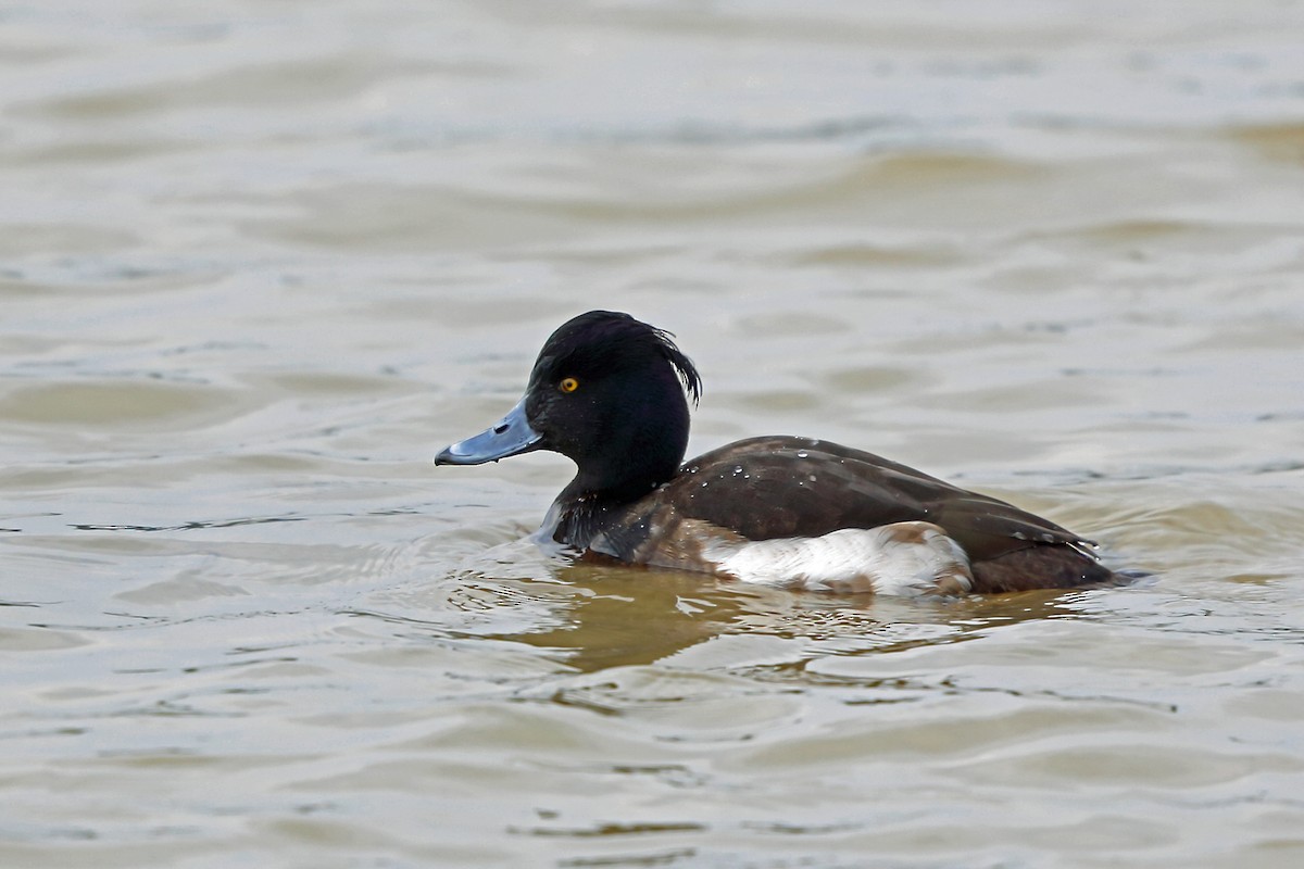 Tufted Duck - ML46247941