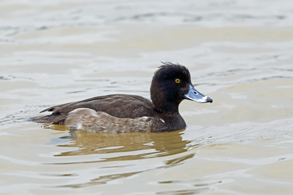 Tufted Duck - ML46247951