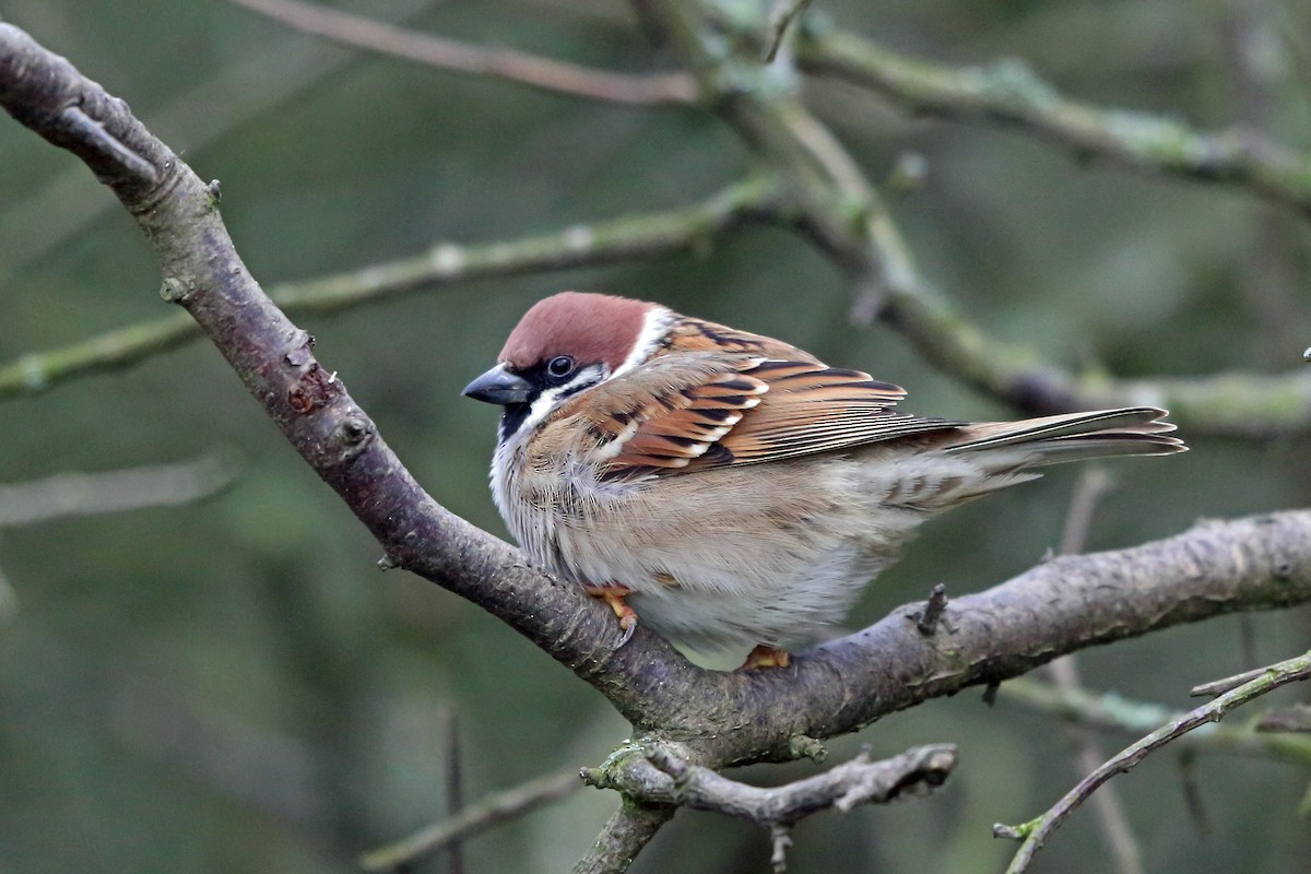 Eurasian Tree Sparrow - ML46248021