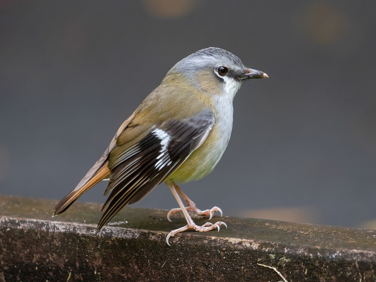 Gray-headed Robin - Heteromyias cinereifrons - Birds of the World