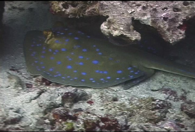Blue spotted lagoon ray - ML462491