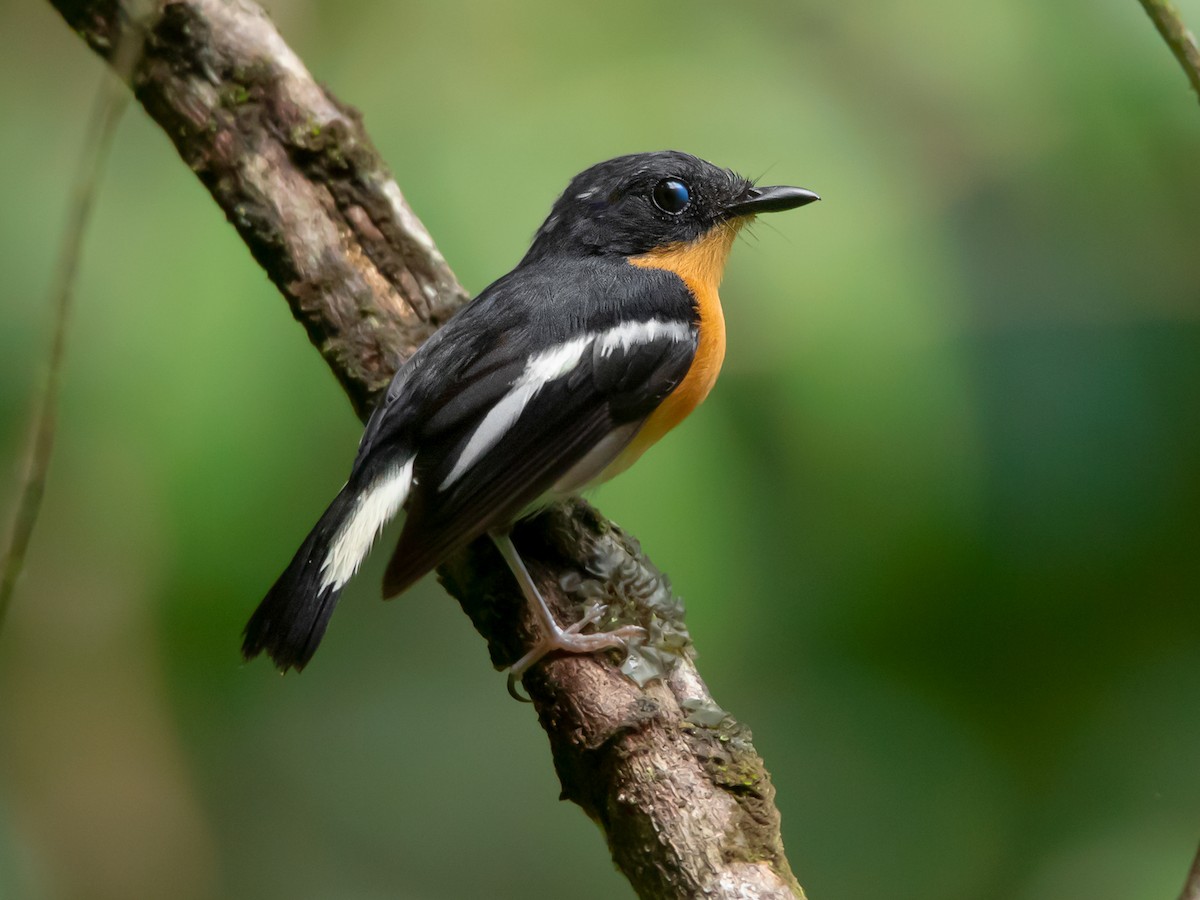 Rufous-chested Flycatcher - Ficedula dumetoria - Birds of the World