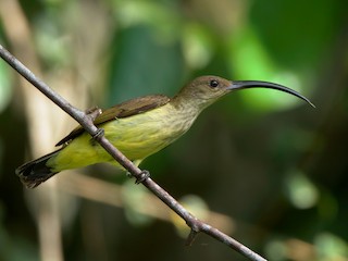  - Long-billed Spiderhunter