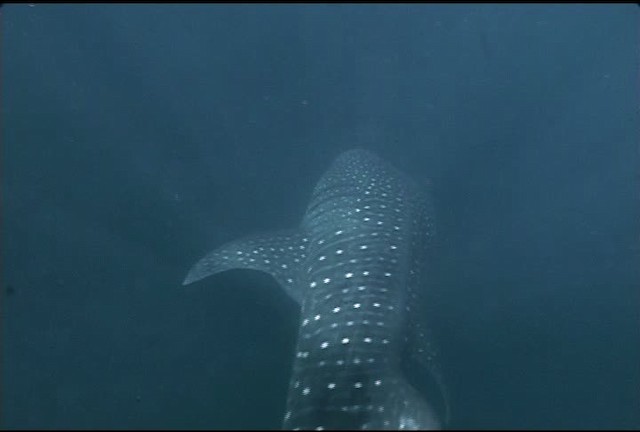 Whale Shark - ML462499