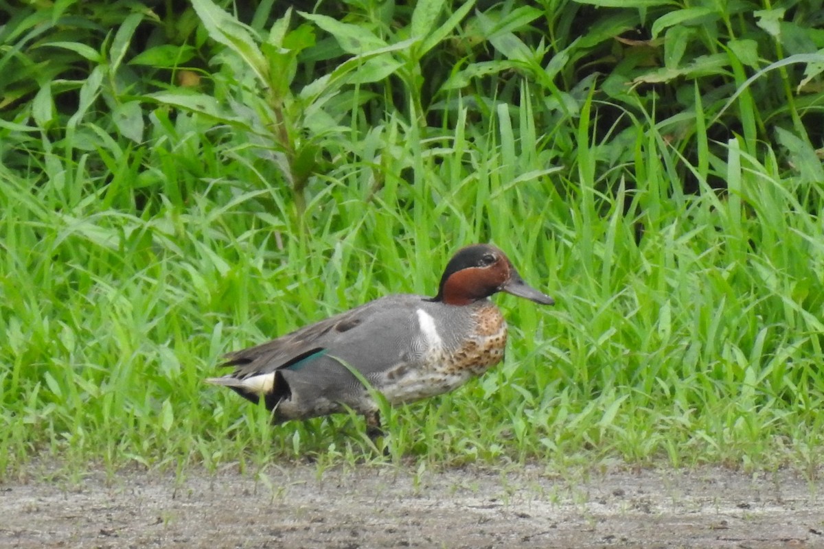 Green-winged Teal - ML462499121