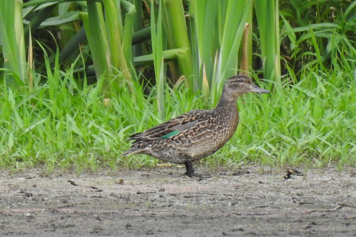 Green-winged Teal - ML462499131