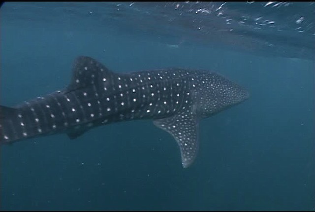 Whale Shark - ML462500
