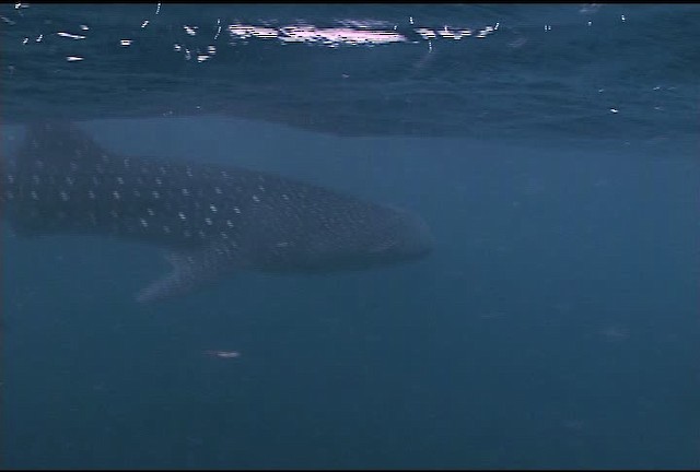 Whale Shark - ML462501