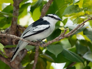  - Pied Triller