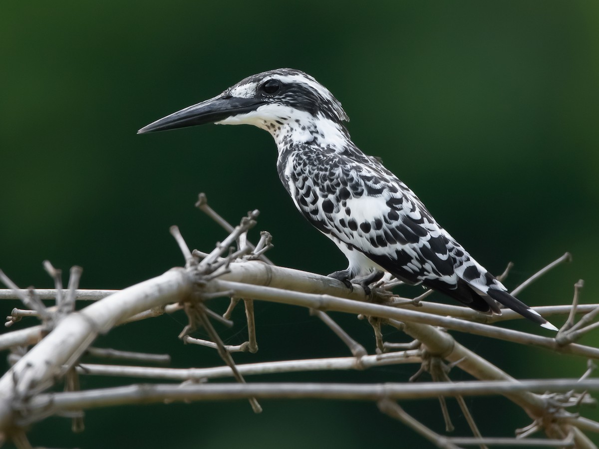 Pied Kingfisher Ebird