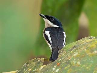  - Bar-winged Flycatcher-shrike