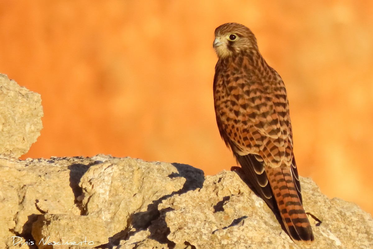 Eurasian Kestrel
