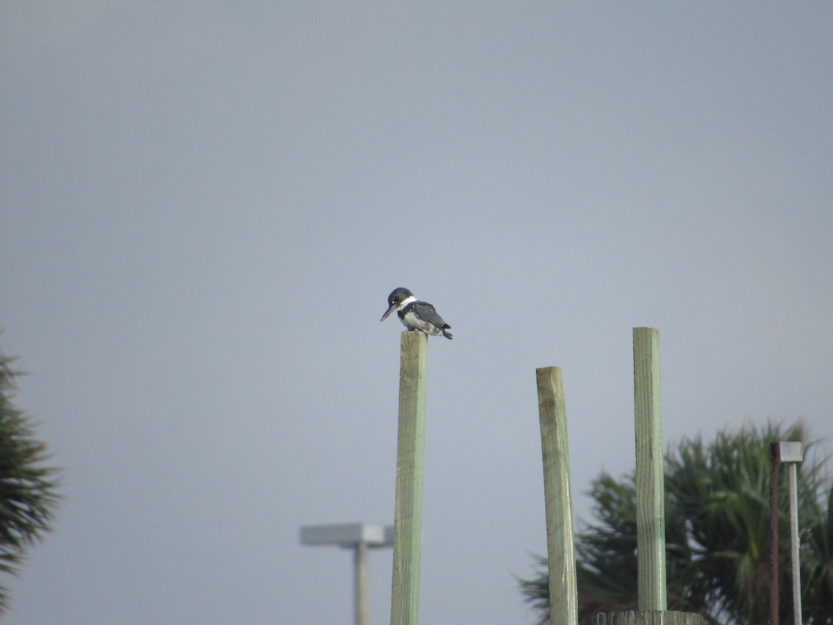 Belted Kingfisher - ML46251361