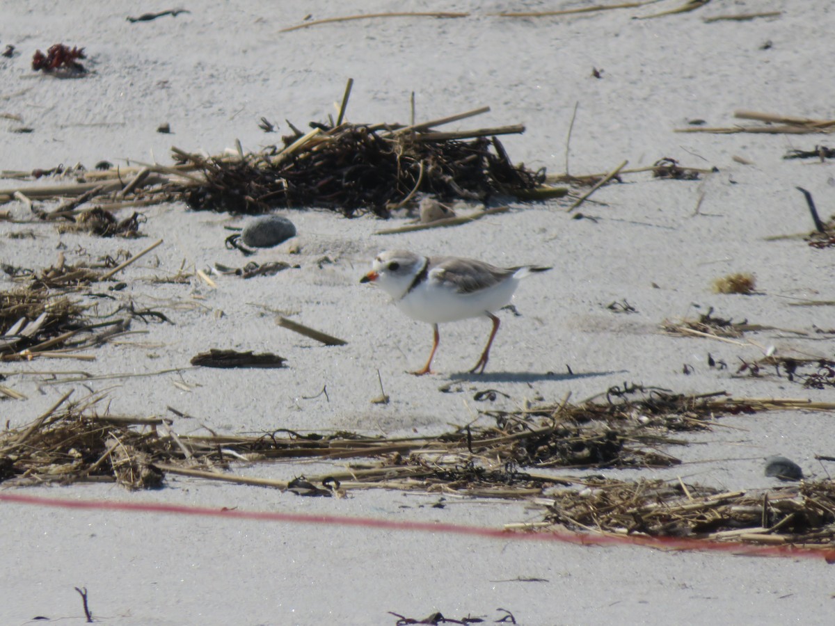 Piping Plover - ML462516311