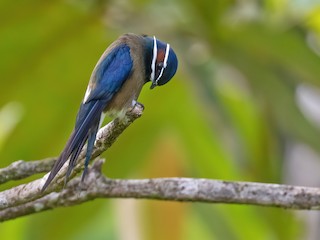  - Whiskered Treeswift