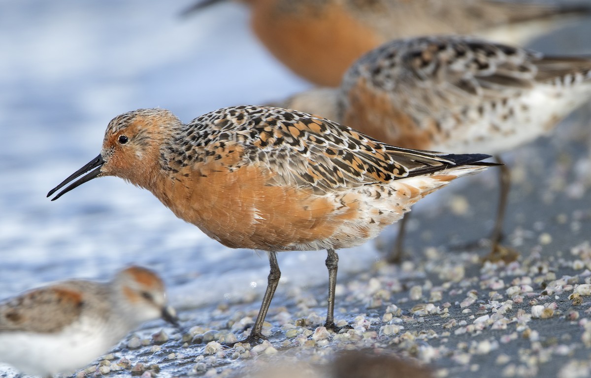 Red Knot - ML462517011