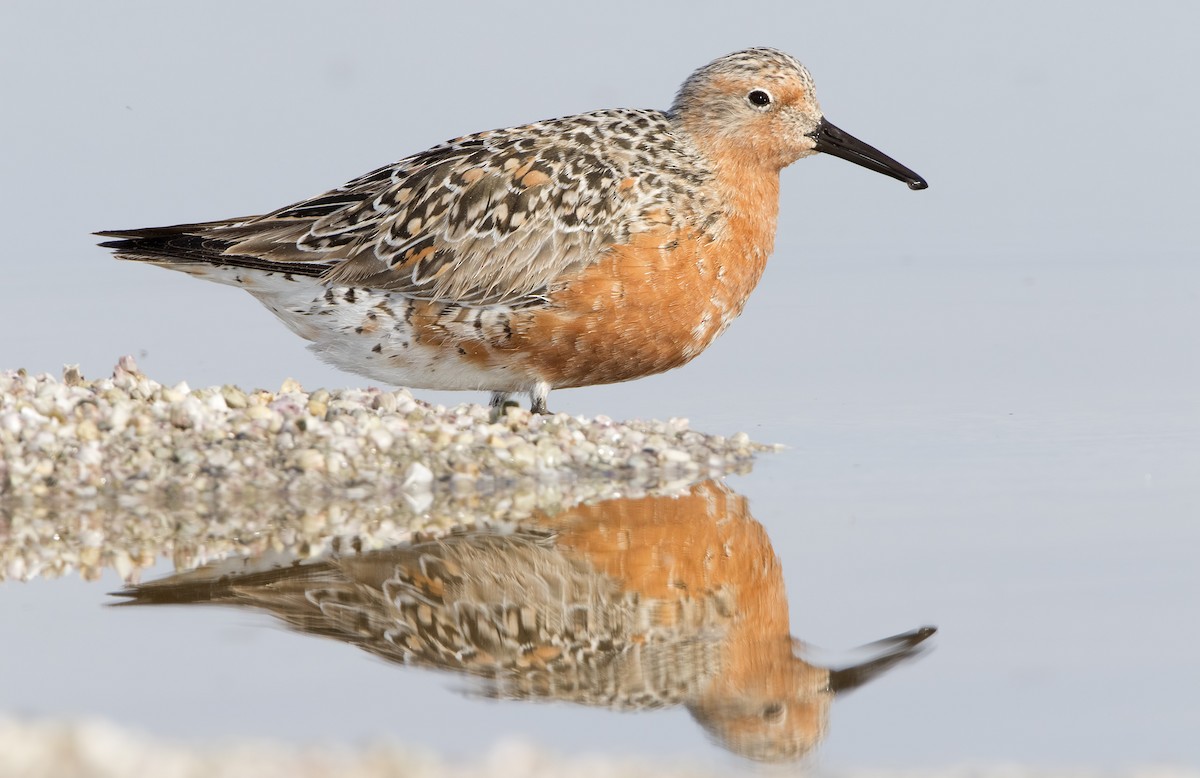 Red Knot - ML462517021