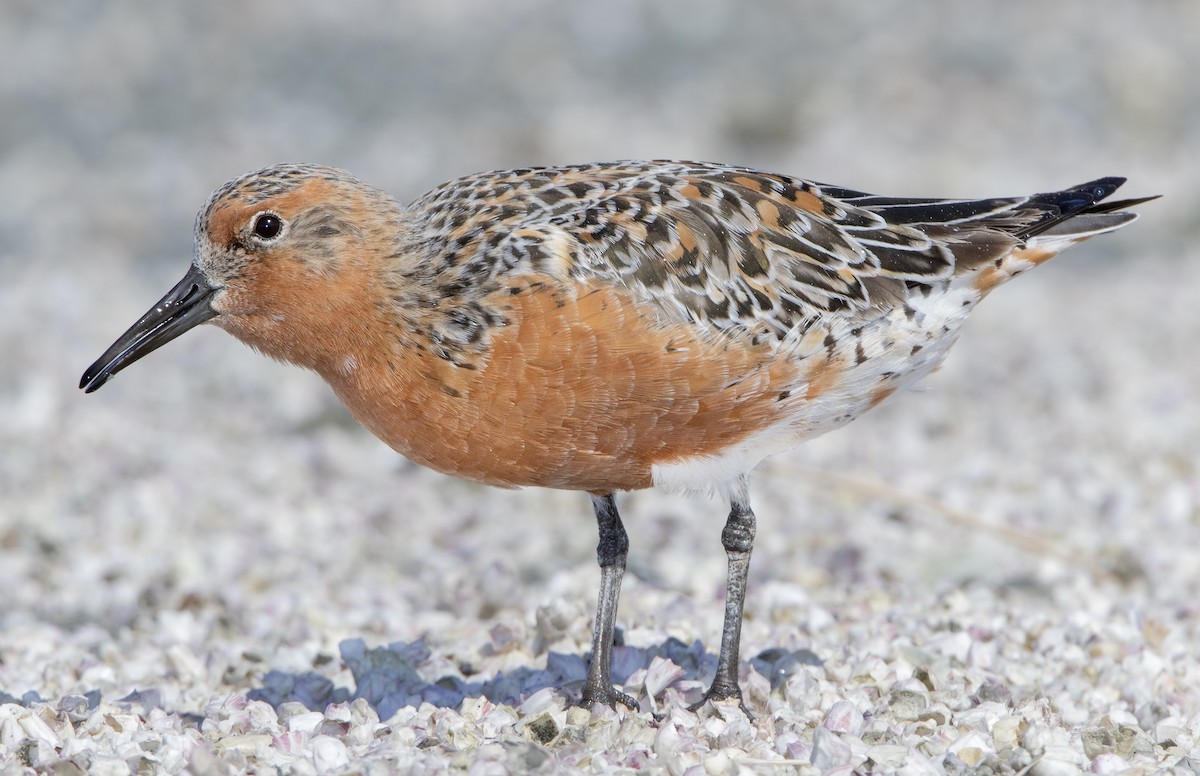 Red Knot - ML462517031