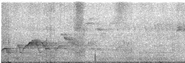 Дрізд-короткодзьоб Cвенсона - ML462519661
